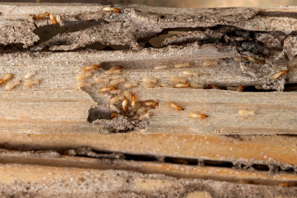 Bird Control in Coalinga, CA