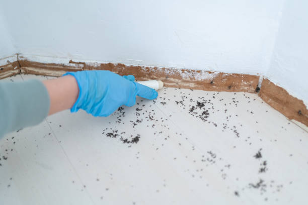 Best Wasp Removal Services  in Coalinga, CA